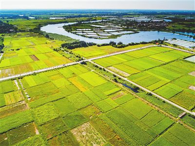 海南:海水稻--盐碱地上的作物奇迹