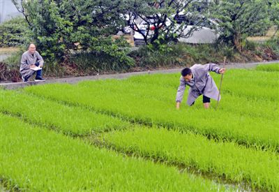 探秘国家杂交水稻工程技术研究中心成都分中心