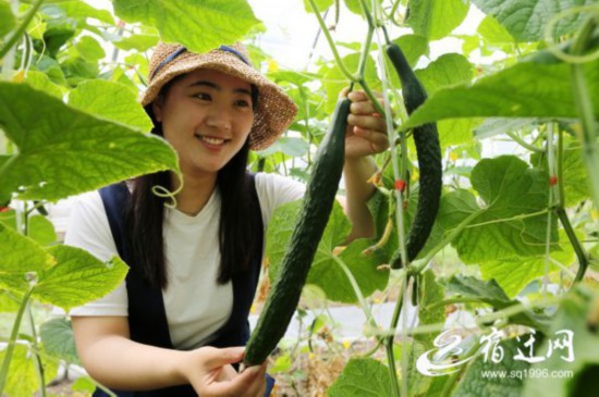 宿迁泗洪:“一户一档一棚”精准扶贫助增收