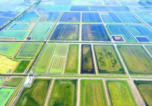 淮安金湖发展生态养殖 龙虾每亩效益上万元--江