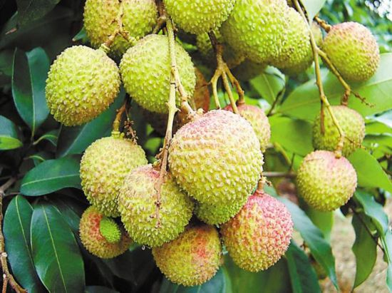 深圳南山荔枝丰收 妃子笑6月1日起上市