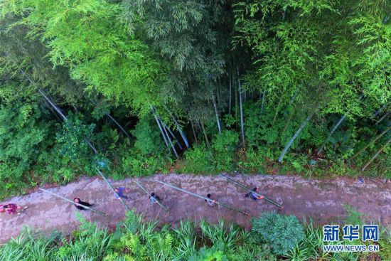 广西龙胜:竹酒飘香富农家