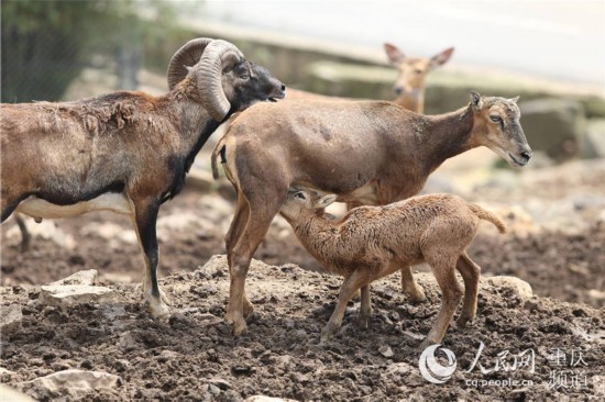 萌翻 重庆野生动物宝宝也过儿童节
