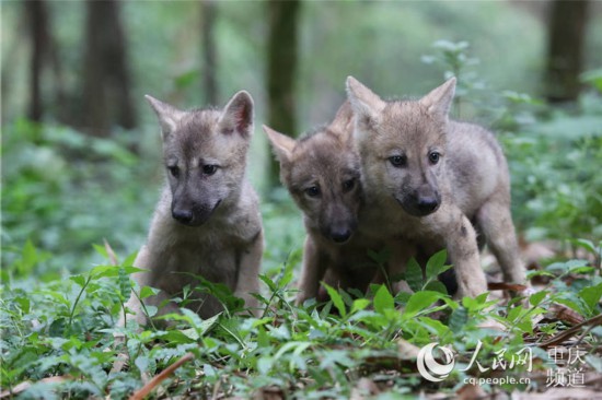 萌翻 重庆野生动物宝宝也过儿童节
