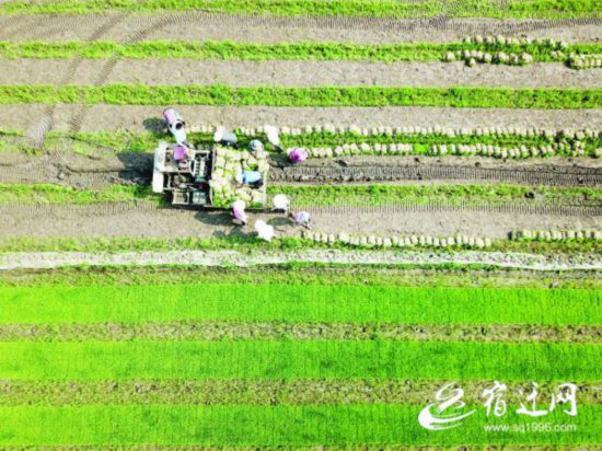 宿迁泗洪146万亩小麦陆续开镰