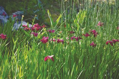 南京燕雀湖水生花卉开放玉蝉花正值盛花期