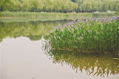 南京燕雀湖水生花卉开放玉蝉花正值盛花期