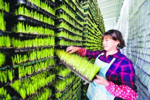 淮安金湖发展机械化育秧 助力乡村振兴