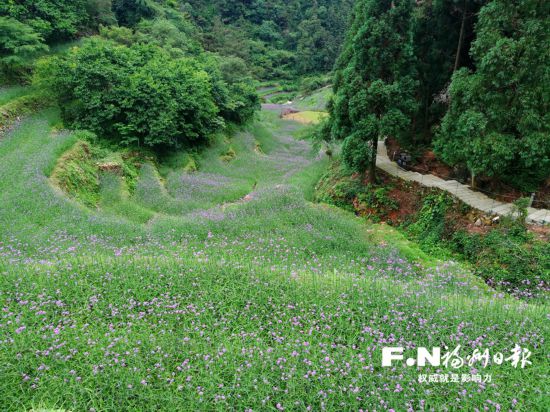 相約鼓嶺“普羅旺斯”　邂逅浪漫紫色花海