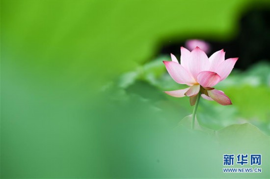 (环境)(4)夏日荷韵