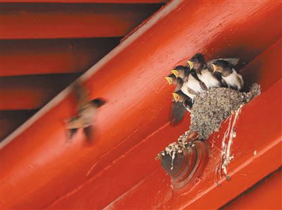 北京生态环境文化周：为市民践行绿色生活搭建舞台