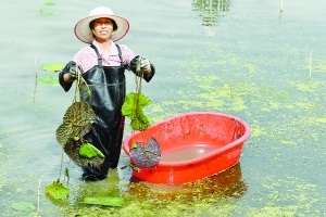 淮安多地规模种植芡实 让农民走上脱贫致富路