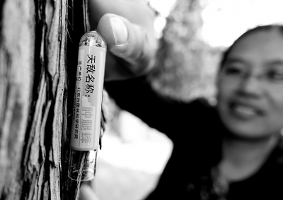 北京公园投放6.5亿虫医生护古树