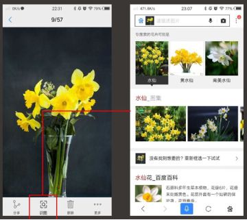(vivo nex相册运用百度识图识别花草)
