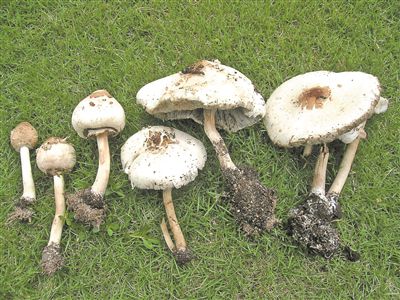 四川频道  原标题:雨后草地野菇生  当心有毒莫贪吃     "夏季防毒
