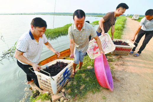 岳阳:稻虾养殖 助农增收