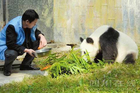 武汉大熊猫遭虐待身体堪忧 将送回大熊猫保护中心