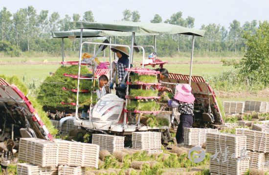 盐城大丰多地成立农机合作社 插秧一条龙服务