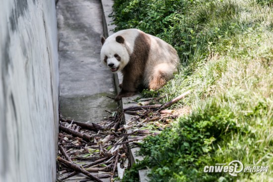 生活在陕西省珍稀野生动物抢救饲养研究中心的棕色大熊猫七仔。 全国绿化委员会办公室副主任胡章翠说,开展国土绿化行动是党的十九大作出的重大战略决策,义务植树是动员社会公众参与大规模国土绿化行动的重要途径,要深入推进互联网+全民义务植树,加快建设各级互联网+全民义务植树基地,实现线上线下融合发展,形成实体参与和网络参与一体两翼共同发展新格局。