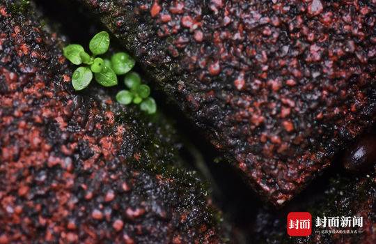 夏至,成都凉爽得如同在空调房