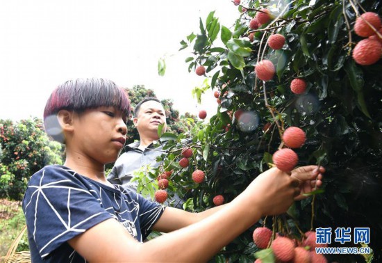 广西:正是荔枝俏枝头