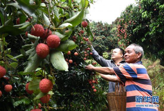 广西:正是荔枝俏枝头