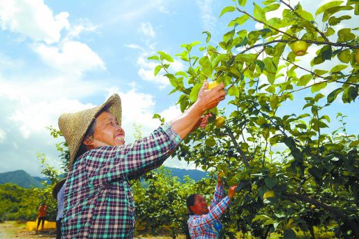 甜甜的扶贫 脆脆的雪梨