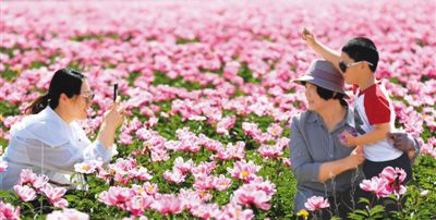 芍药花开引客来