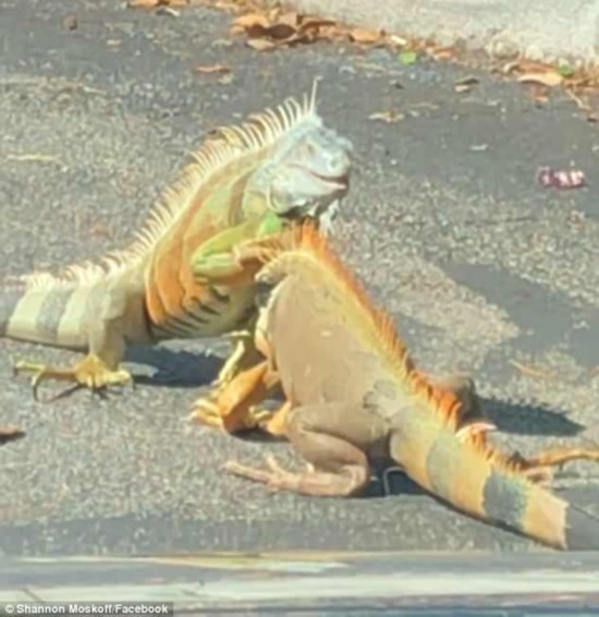 美佛罗里达州两只鬣蜥停车场纠缠打斗致交通堵