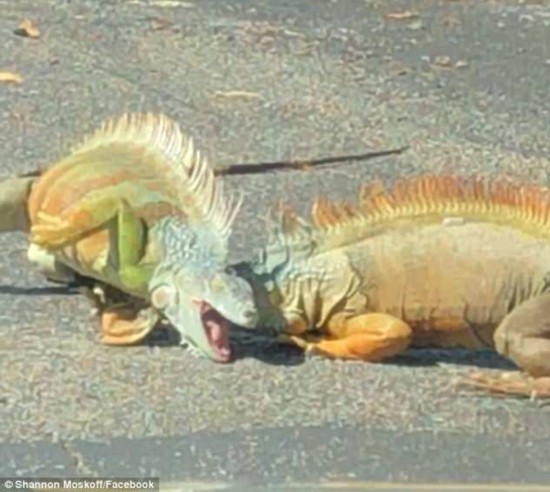美佛罗里达州两只鬣蜥停车场纠缠打斗致交通堵
