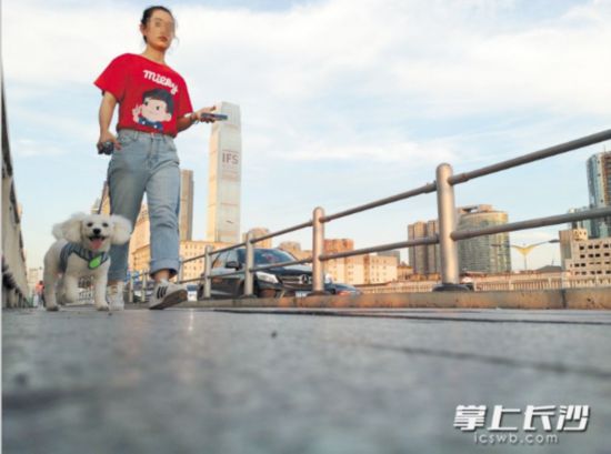 长沙拟发布养犬管理条例 狗狗将戴电子身份证