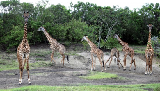 Wild giraffes wander in the Maasai Mara National Reserve in Kenya. [Photo: CRI/Jiang Aimin]