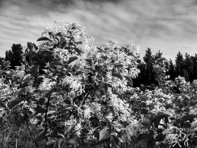 1500株流苏树深山繁育成功 将移植到野外山林