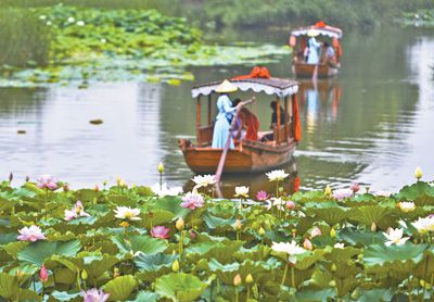 运河湿地 荷花盛开