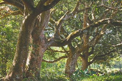 从野生到栽种海南水果简史