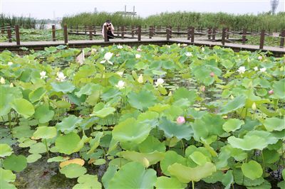 海安七星湖公园荷花绽放 达到最佳观赏期