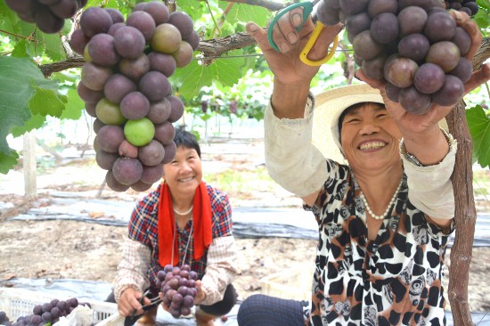 盐城国胜农场建200亩大棚 促进乡村旅游发展