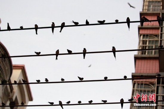 大群燕子夜宿广西柳州小区 电线变身五线谱