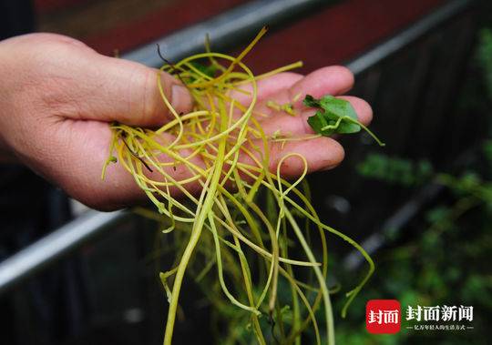 黄色丝带树上挂 成都又现植物吸血鬼菟丝子