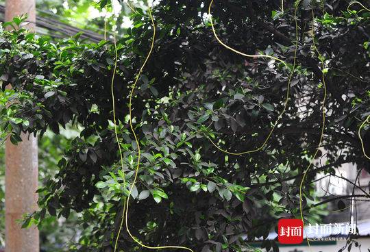 黄色丝带树上挂 成都又现植物吸血鬼菟丝子