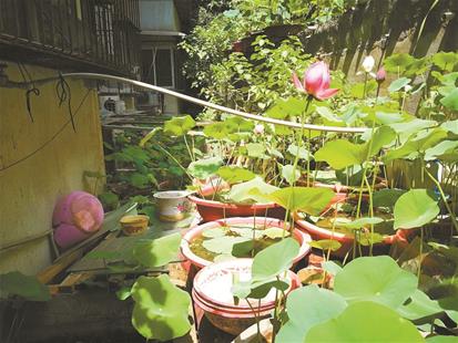 五旬男子养花成痴 百余盆碗莲为他怒放