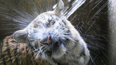 看扬州动物明星避暑:东北虎冲凉 川金丝猴吹空