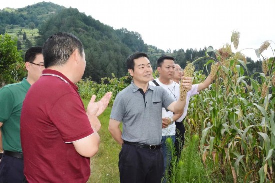 遵义国家经济技术开发区党工委书记,区委书记姜世甫深入山盆镇,芝麻镇