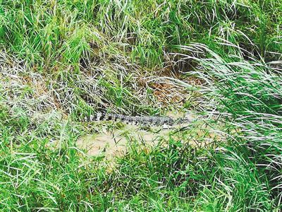 榆林清涧一养殖场鳄鱼逃跑追踪 出逃鳄鱼找到