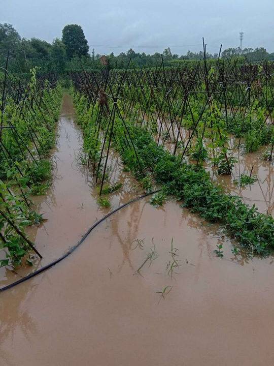 暴雨淹了菜地 成都本地蔬菜7成涨价 丝瓜涨幅