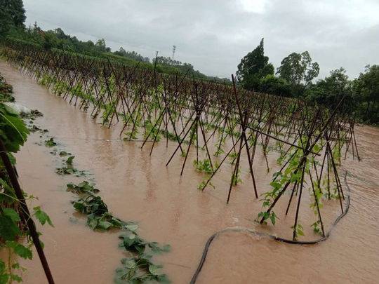 暴雨淹了菜地 成都本地蔬菜7成涨价 丝瓜涨幅