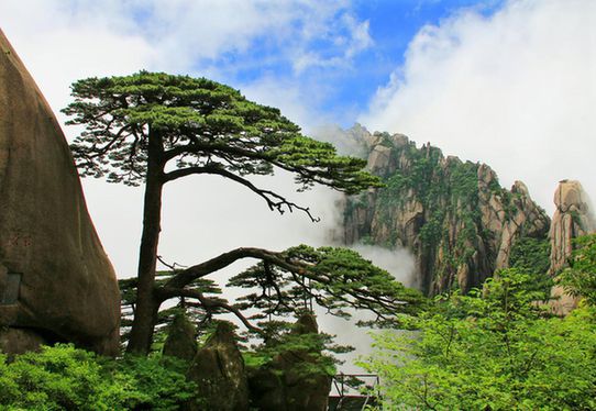 48公顷,包括黄山风景区和与景区毗邻的12个行政村及1个国有林场.