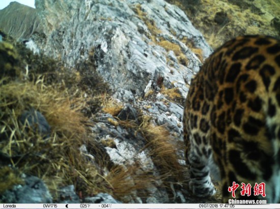 四川卧龙大熊猫栖息地首现金钱豹