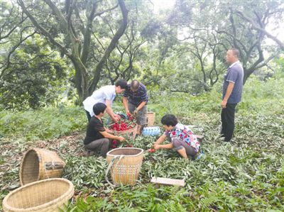 外地荔枝卖到合江 合江荔枝被冒充