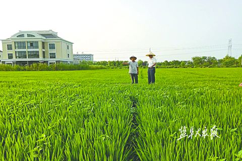 盐城盐都农业技术人员为农户指导农业技术